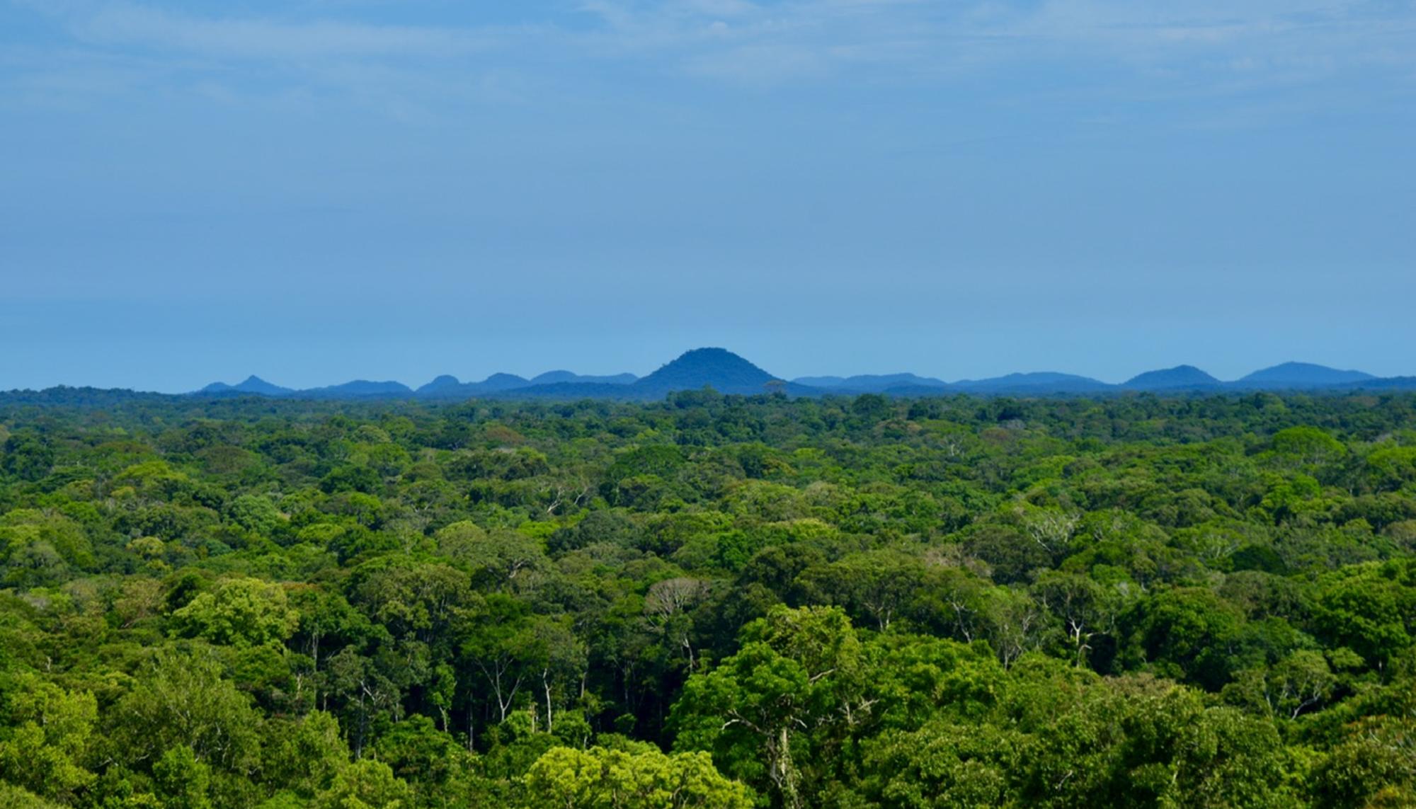 Selva cerro